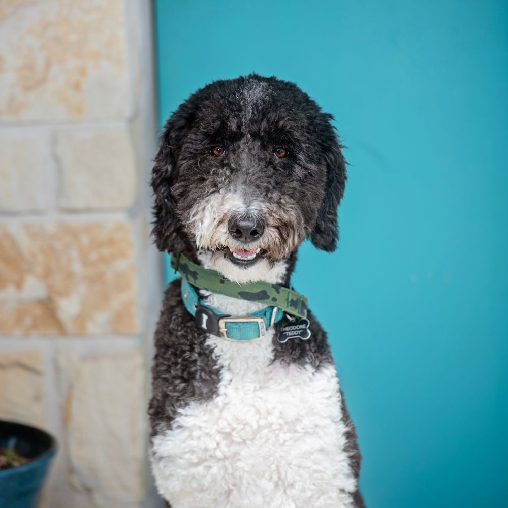 Theodore (Teddy)<br />
Therapy Dog